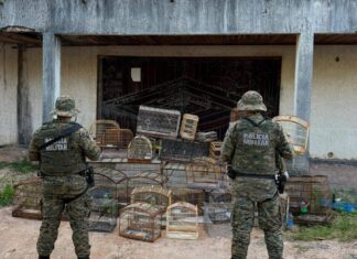 PM Resgata Aves Silvestres E Prende Suspeitos Em Bairros De Salvador