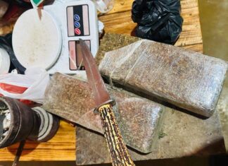 Polícia Militar Encontra Plantação De Maconha Em Povoado De Itiruçu