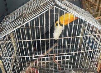 PM Resgata Aves Silvestres Mantidas Em Cativeiro Em Feira De Santana