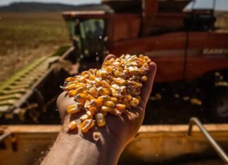 Brasil Caminha Para Safra Recorde De Grãos, Com Alta De 14,2% Na Produção