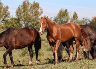 Ministério registra morte de 222 cavalos após ingestão de Nutratta