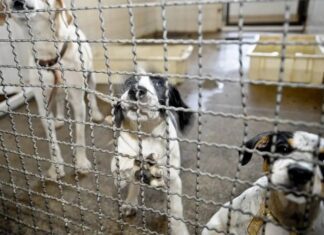 Câmara Aprova Fim De Testes Em Animais Para Cosméticos E Envia Projeto à Sanção Presidencial