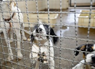 Projeto aprovado na Câmara proíbe uso de animais em testes cosméticos