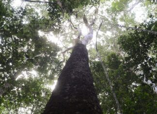 Brasil espera mobilização de Brics para resultados ambiciosos na COP30 Brasil espera mobilização de Brics para resultados ambiciosos na COP30