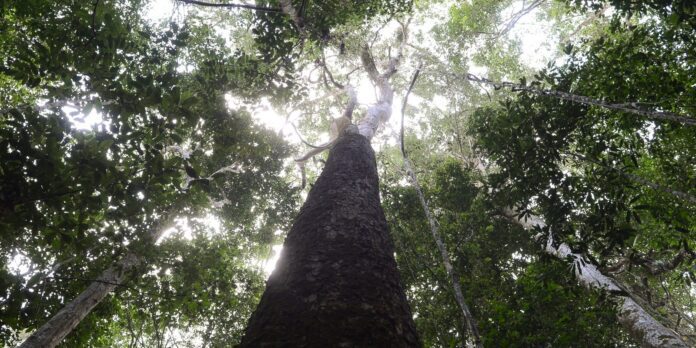 Brasil espera mobilização de Brics para resultados ambiciosos na COP30
