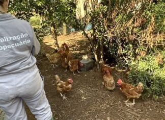 Gripe aviária: Reino Unido e México retiram restrições ao Brasil