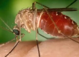 Febre Oropouche Avança Com Alta De Casos E Mortes No Brasil