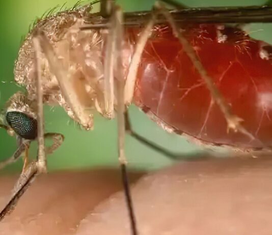 Antes restrita à Amazônia, febre oropouche se espalha pelo país