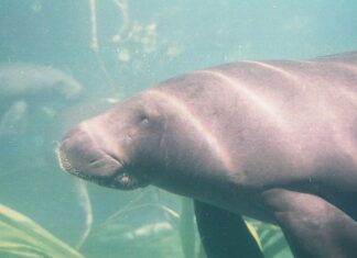 Peixe-boi é reconhecido como patrimônio cultural natural do Pará
