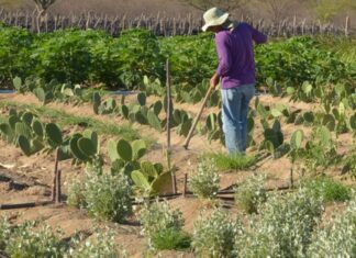 Rendimento de trabalhador rural sobe 5,5% no 1º trimestre