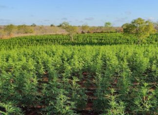 VÍDEO: Polícia Erradica 200 Mil Pés De Maconha Na Bahia