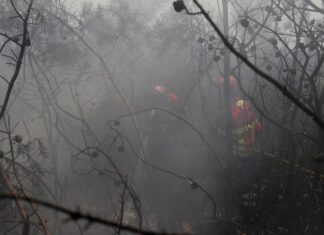 UE: incêndios florestais já queimaram mais de 1 milhão de hectares UE: incêndios florestais já queimaram mais de 1 milhão de hectares