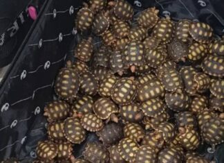 Homem é Preso Com 600 Filhotes De Jabuti Em ônibus Interestadual