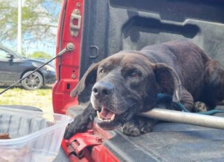 Cachorro é Resgatado Dentro De Córrego Em Salvador