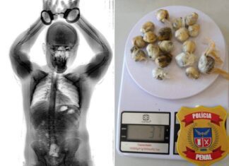 Preso Engole 18 Porções De Maconha E é Flagrado Em Scanner Corporal