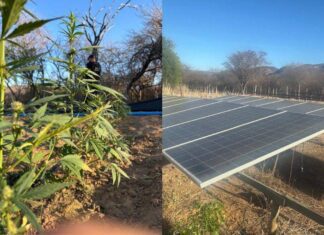 Polícia Desmonta Plantação De Maconha Com Energia Solar Na Bahia