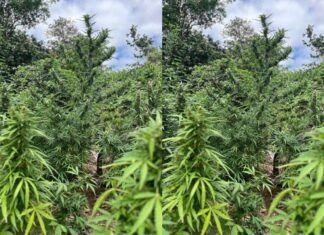 PM Incinera Mais De Mil Pés De Maconha Em Curaçá