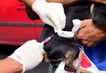 Seu Pet Ainda Não Foi Vacinado? Veja Onde Haverá Vacinação Gratuita Em Salvador