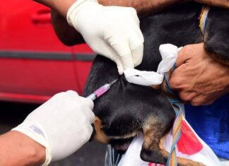 Vacinação Antirrábica: Salvador Imuniza 81 Mil Animais E Reforça Convocação A Tutores