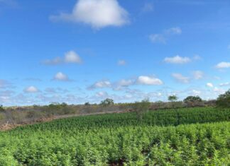 Operação Nordeste Integrado Encontra 200 Mil Pés De Maconha