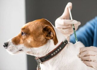 Shopping De Salvador Terá Posto De Vacinação Antirrábica Para Cães E Gatos
