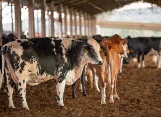 Lotes Da Vacina Excell 10 Pode Ter Provocado A Morte De Quase 200 Animais