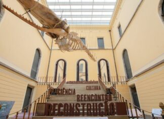 Festival permite público ver de perto reconstrução do Museu Nacional