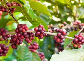 China Abre Mercado Para Café Brasileiro Em Meio Ao Tarifaço Dos EUA