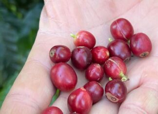 China habilita 183 empresas brasileiras a exportar café para o país