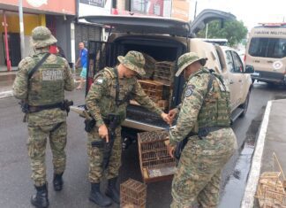 Operação Apreende 35 Aves Silvestres Em Feira Livre