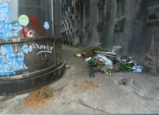 Sete Gatos São Abandonados Mortos Em Local Público De Salvador