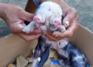Inusitado: Porco Nasce Com Dois Focinhos Em Feira De Santana