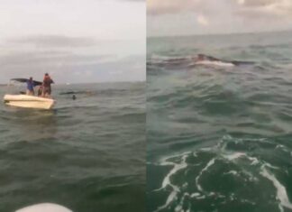 Vídeo: Baleia é Resgatada De Rede De Pesca E Devolvida Ao Mar Em Barra Grande