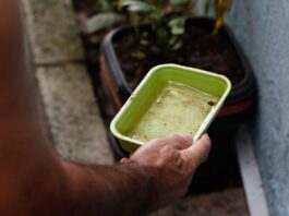 El Niño pode aumentar casos de chikungunya e dengue no Brasil