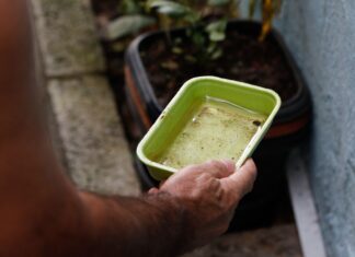 Chikungunya traz preocupações após uma década de presença no Brasil