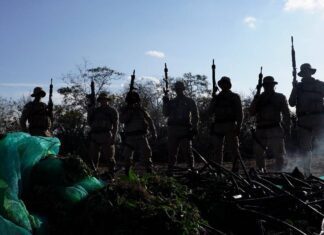 Polícia Erradica 30 Mil Pés De Maconha Na Bahia