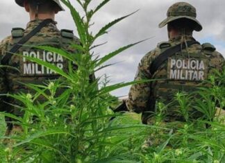 Polícia Erradica Mais De 11 Mil Pés De Maconha No Norte Da Bahia
