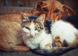 Feira De Santana Realiza Vacinação Antirrábica Em Cães E Gatos Neste Sábado (20)