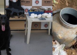 VÍDEO: Operação Apreende Armas E Drogas Enterrados Em Mata Na Bahia