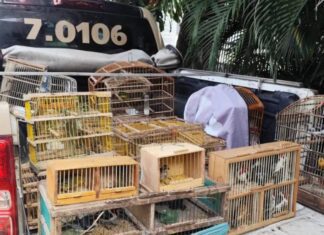 COPPA Apreende Mais De 270 Aves Silvestres Em Operações No Recôncavo Baiano