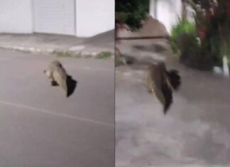 Jacaré é Flagrado Andando Por Rua De Santo Estêvão E Surpreende Moradores