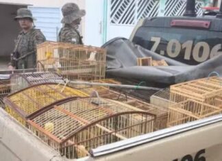 Polícia Militar Apreende Mais De 20 Aves Silvestres Na Bahia