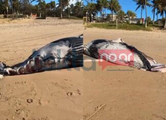 VÍDEO: Baleia-jubarte Encalha Em Praia Famosa De Salvador