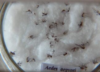 Pesquisa do Butantan padroniza nomenclatura de vírus da dengue