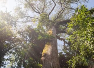 Fundo Florestas Tropicais para Sempre é finalista em prêmio ambiental