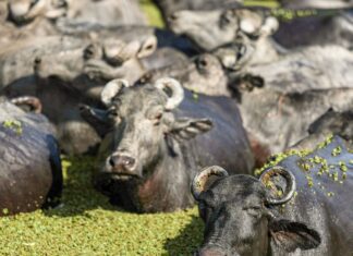 Fazendeiro planeja criar “universidade do búfalo” na Ilha de Marajó