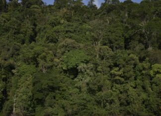 Trilha na Amazônia, com 460 km, será inaugurada na COP30