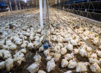 China Retoma Importação De Carne De Frango Brasileira Após Suspensão Por Gripe Aviária