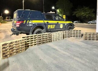 PRF Resgata Mais De 580 Animais Silvestres Em Ação Na BR-110