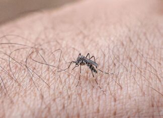 Rio terá Dia D de ações contra a dengue neste sábado